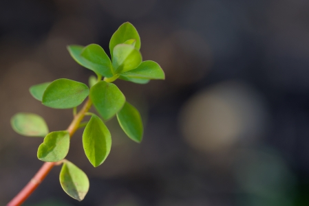 ��������Ҷ���� 4k����������ֽ