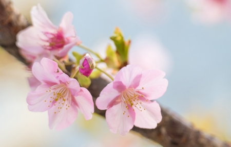 ��ɫӣ��3440x1440�����������ֽ