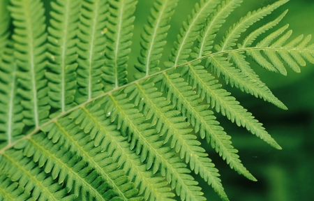 ��ɫ����ާ��ֲ��5120x1600�����������ֽ