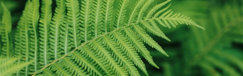 ��ɫ����ާ��ֲ��5120x1600�����������ֽ