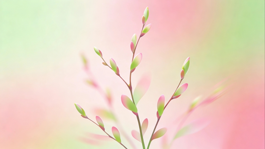 ���� ��֦  ��������滭 ��Լ����4K��ֽ����