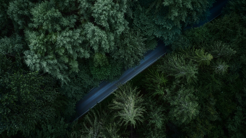 树木森林道路 绿色树叶 俯视图 4K风景桌面壁纸3840x2160