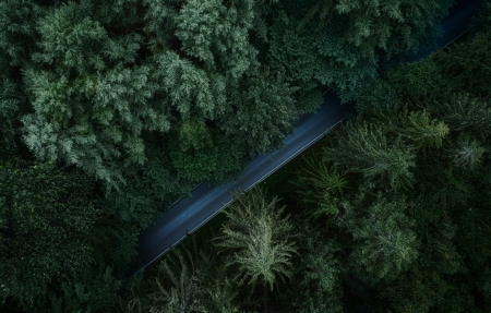 树木森林道路 绿色树叶 俯视图 4K风景桌面壁纸3840x2160